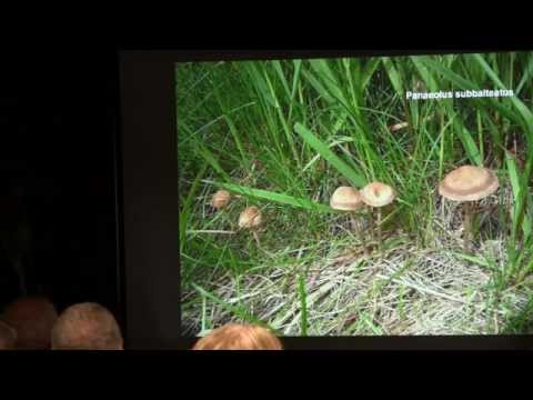 Paul Kroeger - The History of Psilocybin Containing Magic Mushrooms