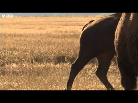 Bison face off - Yellowstone - BBC