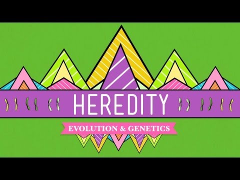 Heredity: Crash Course Biology #9