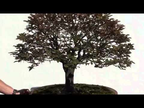 Josh's Deciduous Bonsai Showcase