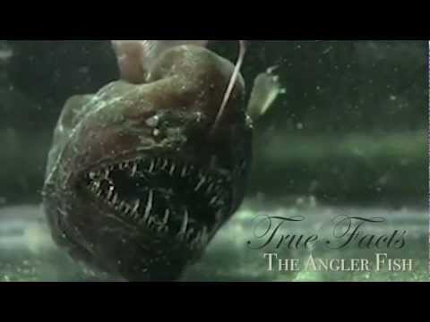 True Facts About The Angler Fish