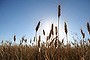 A field of wheat