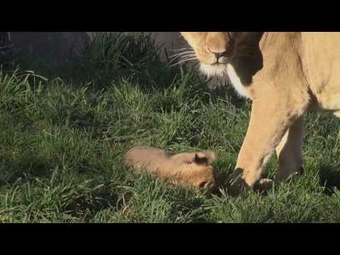 Lion Cubs Outside