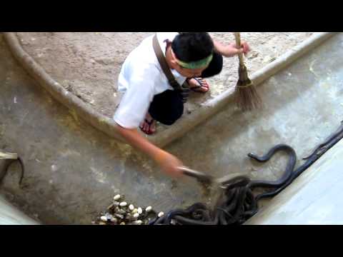 Cleaning the cobra pit