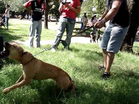 PIT BULL FIGHT