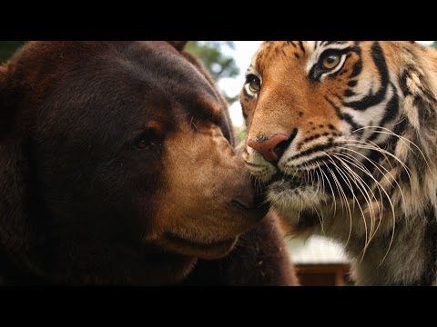 The lion, tiger and bear family - Animal Odd Couples: Episode 1 Preview - BBC One