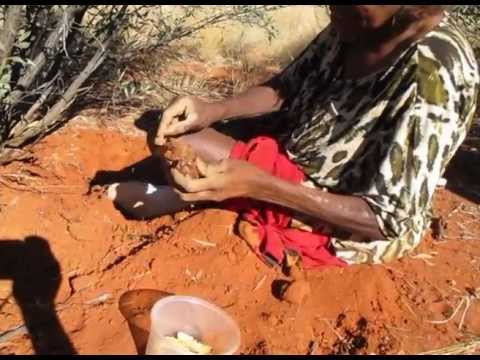 Digging for Witchetty Grubs with Dorothy Napangardi