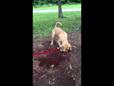 Digging for sticks