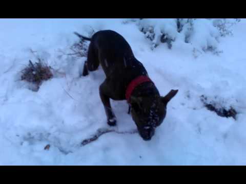 Digging for a stick