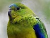 Orange-bellied parrot