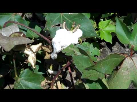 What does a cotton plant look like? Growing cotton in the south