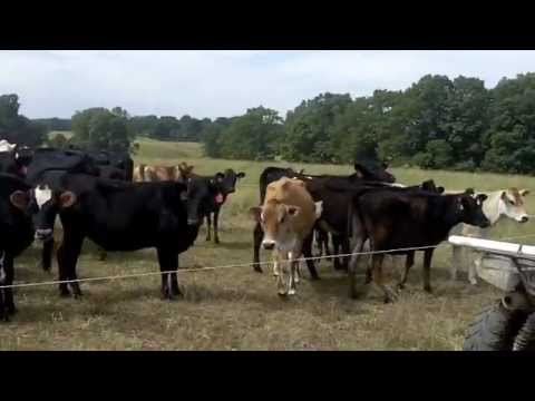 Ultra High Density Cattle Grazing at Beyond Organic (So Cool)