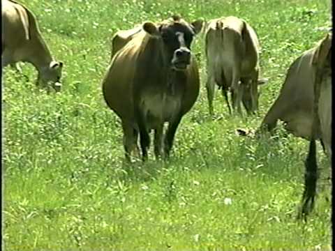 Managed Grazing - Part 1 - Introduction to Managed Grazing