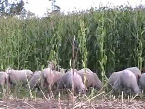 GRAZING CORN [ Maize]  With Jack Kyle