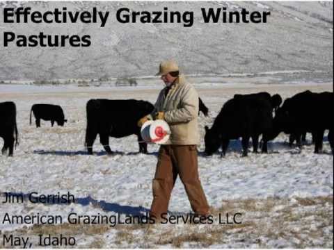 Grazing Winter Pasture