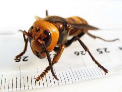 10 Extremely Dangerous Insects