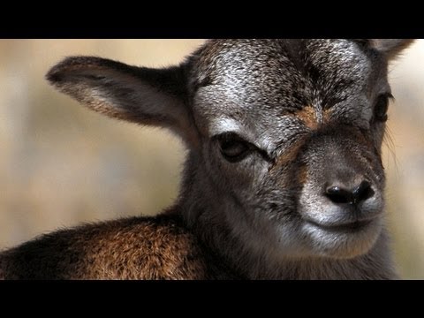 Just born... beautiful baby Mouflon lamb