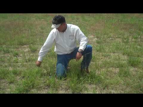 Should you reseed your pasture?