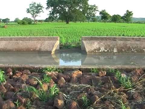 Rice weed management