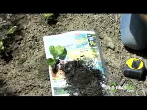 Organic Gardening - Weed Control