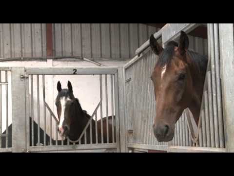 Racing Explained - What Makes a Good Racehorse?