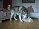 Inouk & Neo - Alaskan Malamutes