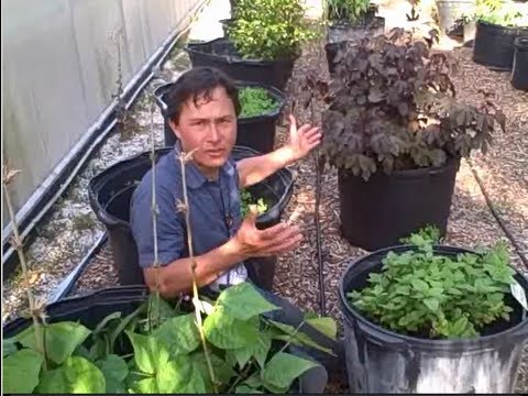 Container Gardening, Sprouting & More at Hippocrates Health Institute