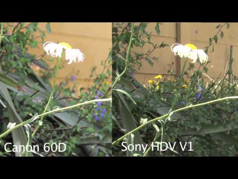 Canon 60D vs Sony HDV comparison video