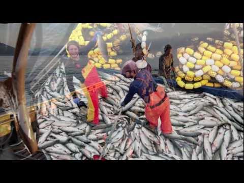 Salmon Seining in SE Alaska '12