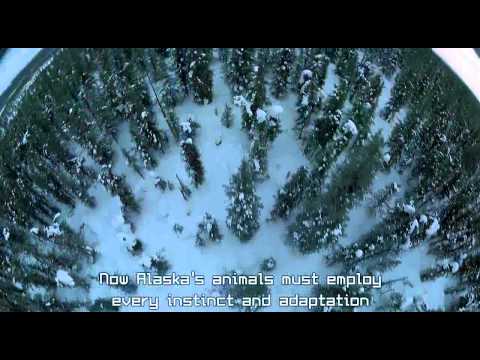 IMAX Alaska Spirit of the Wild 1997 BluRay 720p x264