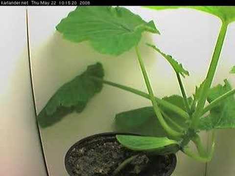 Squash plant timelapse, 45 000