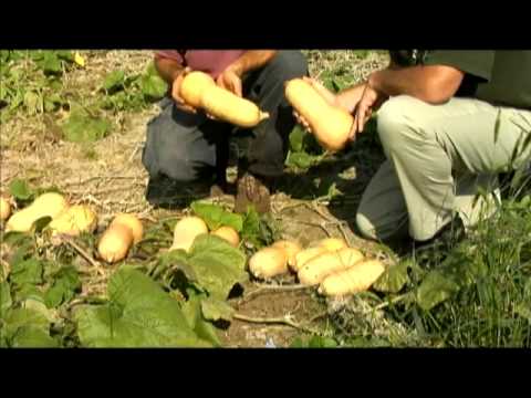 Growing Butternut Squash - From the Ground Up