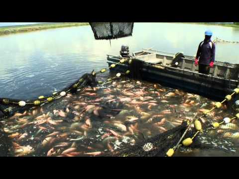 Sustainable Tilapia Farming Demo, Tropical Aquaculture Products, Inc.