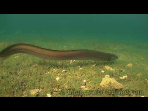 Feeding freshwater eel underwater in wild. Fish camera. Угорь подводой.