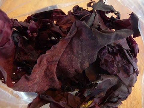 Learn About Dulse, One of the Best Tasting Seaweeds