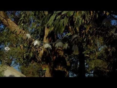 Rainbow Serpent Festival 2012 (Official)