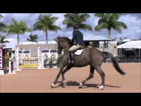 Pontifox, Equitation Horse for sale, WEF 2013 SOLD