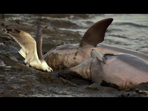 Clever Dolphins Hunt Together | North America