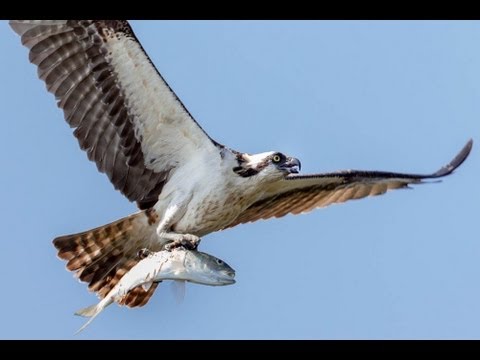 How to Photograph Flying Birds: shutter speed, aperture, focus mode, exposure, and lighting