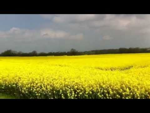 Rapeseed - Brassica napus