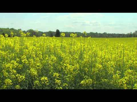 RapeSeed Oil Crop