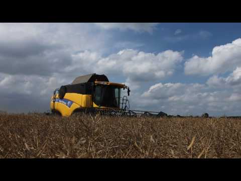 Rapeseed harvest with New Holland