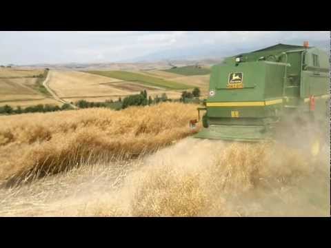 Rape Seed Harvest 2011- Moisson du Colza en 2011