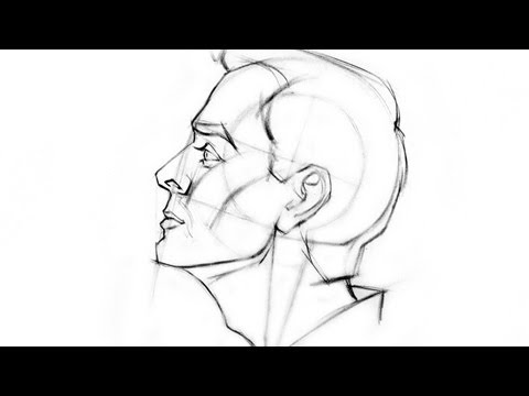 How to Draw the Head - Side View