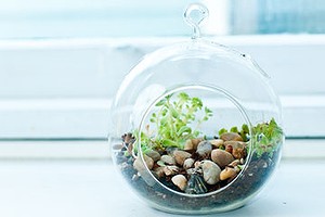 terrarium