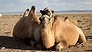 Saving the wild camel (Video Thumbnail)