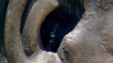 Rabbit in Mandela statue