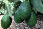 Backyard farmer: avocado (ABC Local - South Coast WA)