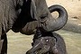 Mali the elephant celebrates turning 4 at the Melbourne Zoo and  was playing with the unnamed five week old baby elephant there.  The Age. Photo: Angela Wylie. January 16 2014.