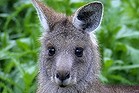 Kangaroo